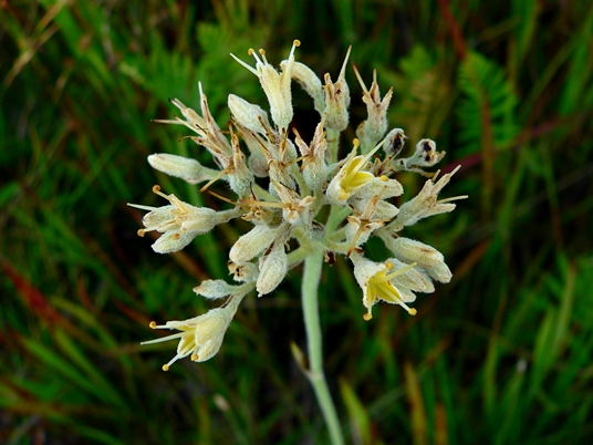 {Lachnanthes caroliniana}